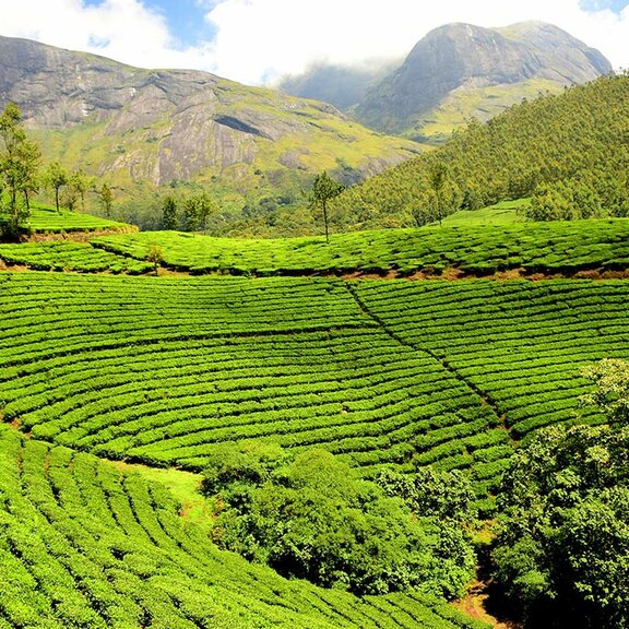 mesepices-thes-infusions-origine-inde